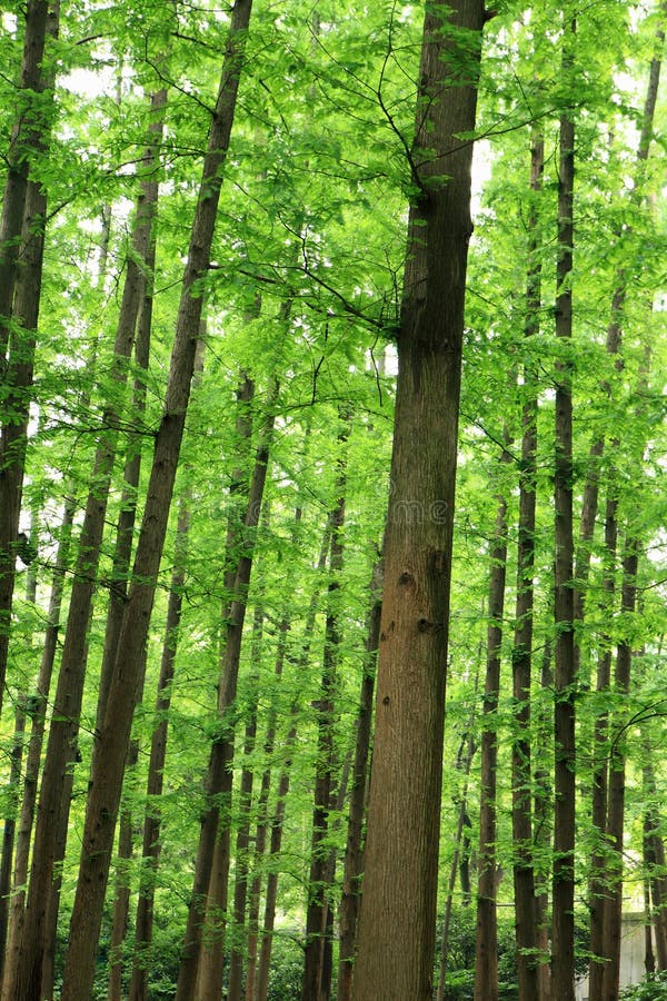 Green forest