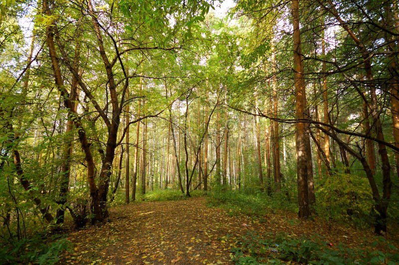 4,515,164 Green Forest Stock Photos Free & RoyaltyFree Stock Photos