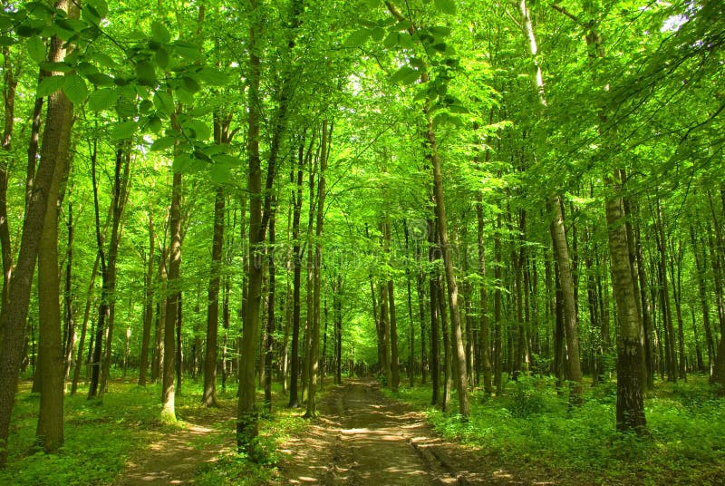 Green Forest Stock Photo Image Of Foggy Sunbeam Hornbeam 5271712