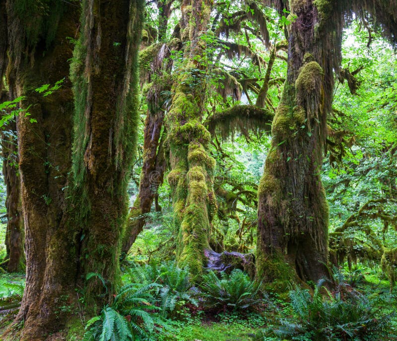 Green forest stock photo. Image of green, leisure, road - 84944512