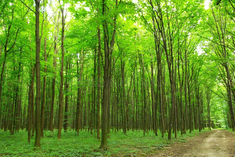 Green forest