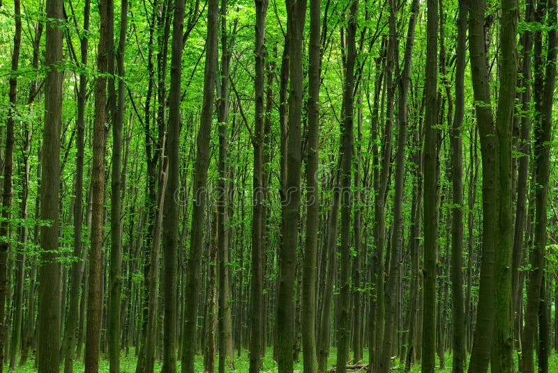 Green forest