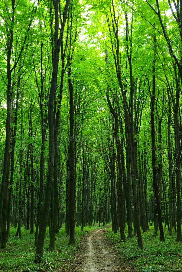 Green forest