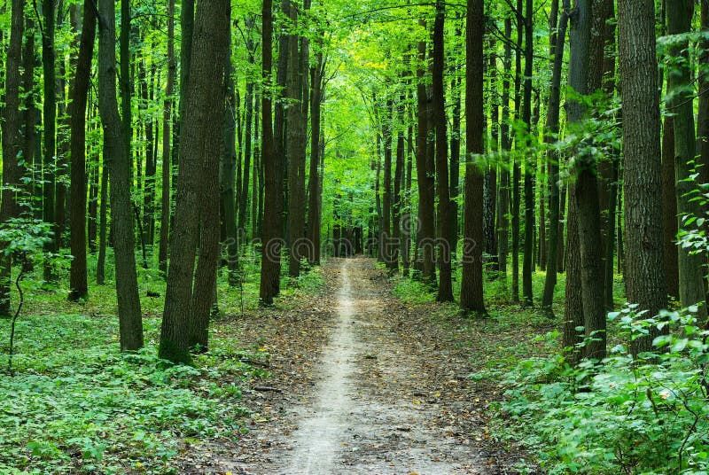 Green forest