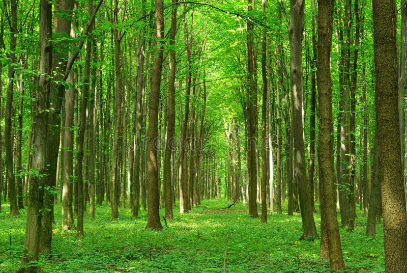 Green forest