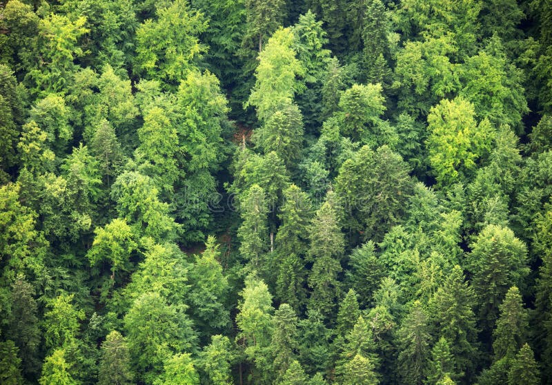 Green Forest, aerial view