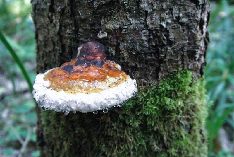 Green forest background with orange mashroom on the tree trunk w