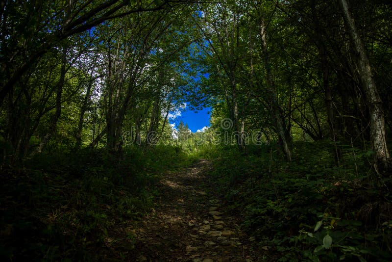 Green forest dark atmosphere landscape scenic view of lonely trail under tree shadow outdoor environment space with vivid blue sky