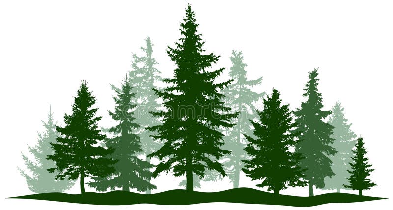 Green forest evergreen pine, tree isolated. Park Christmas tree. Individual, separate objects.