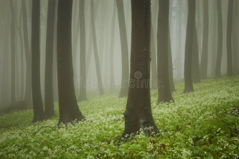 Green forest with flowers on the ground