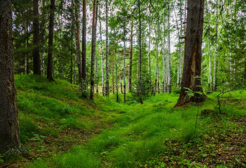 Green forest