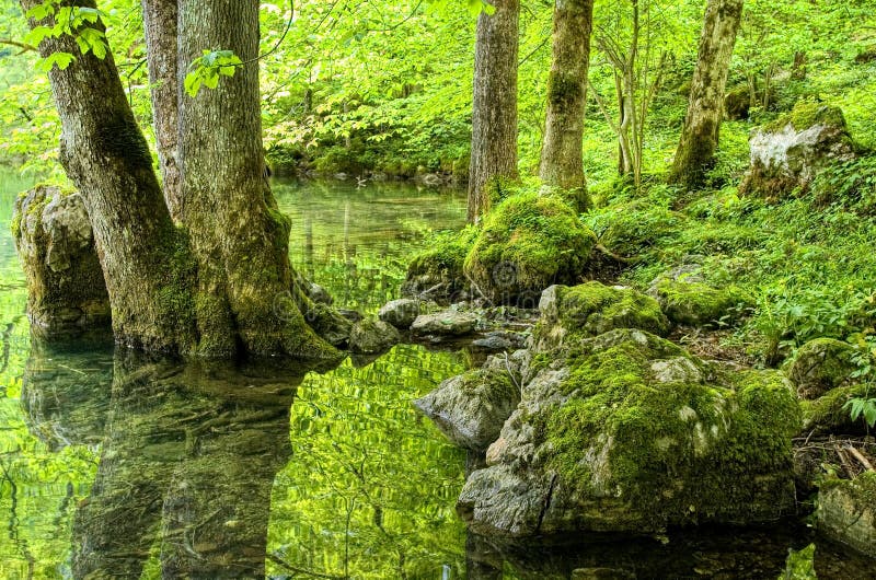 Green forest lake