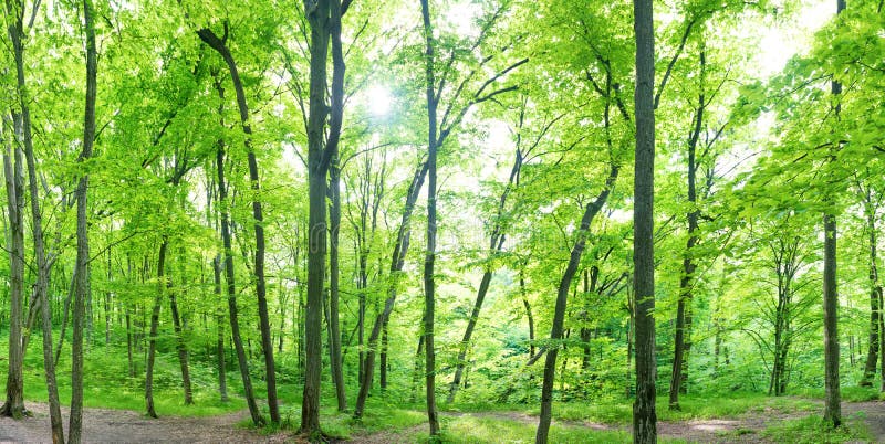 Green Forest Landscape Panorama Stock Photo Image Of Dark Clearing