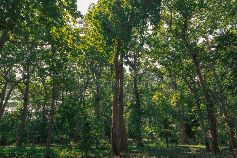 Green Forest Landscape in Spring Time and Green Moss, Sun Light Shining