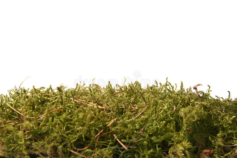 Green forest moss