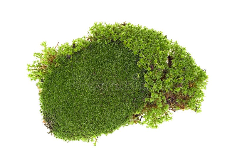 Sphagnum moss for orchids on a white isolated background, top view