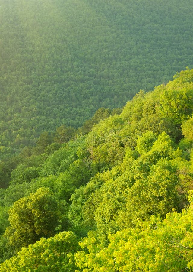 Green Forest Mountain at Morning Stock Photo Image of high, natural