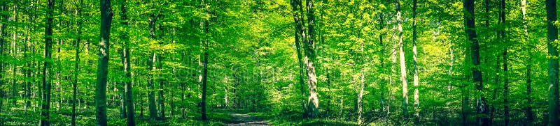 Green forest panorama in the spring stock photos