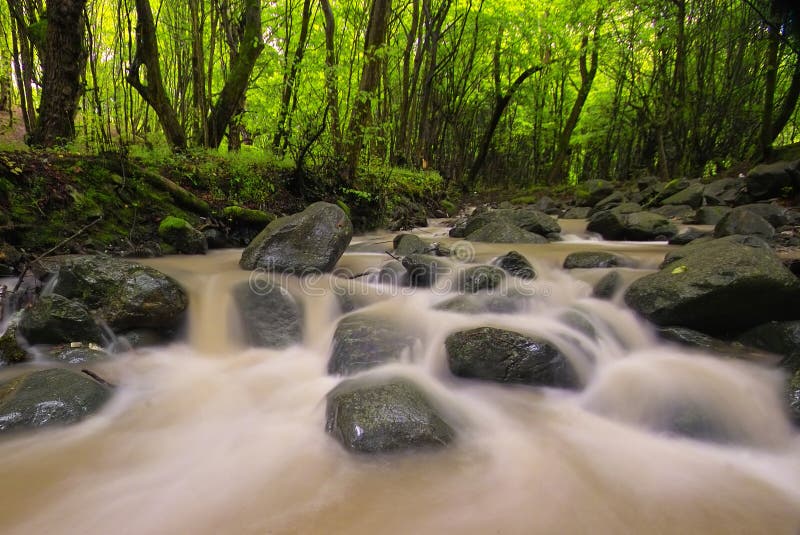 Green forest by a river