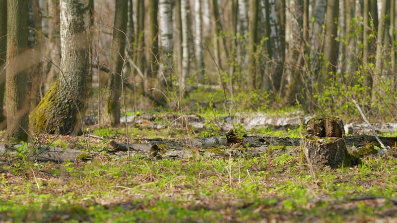 Green forest in spring. Deciduous forest has grown. Green tender leaves. Slow motion. stock image