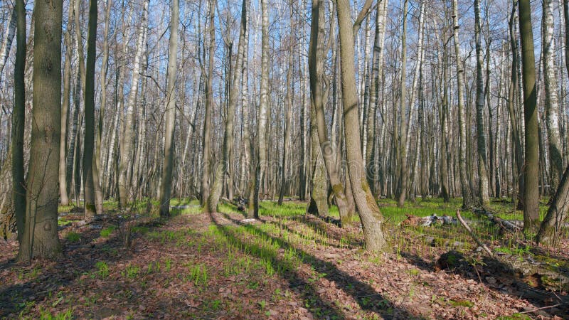 Green forest in spring. Deciduous forest has grown. Green tender leaves. Wide shot. Static view. royalty free stock photography