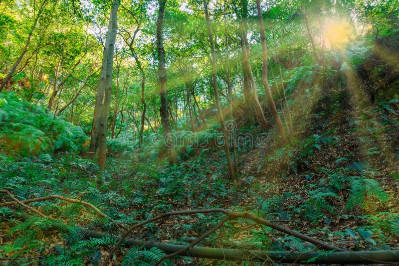 Green Forests and Nature on the Mountains. Stock Image Image of