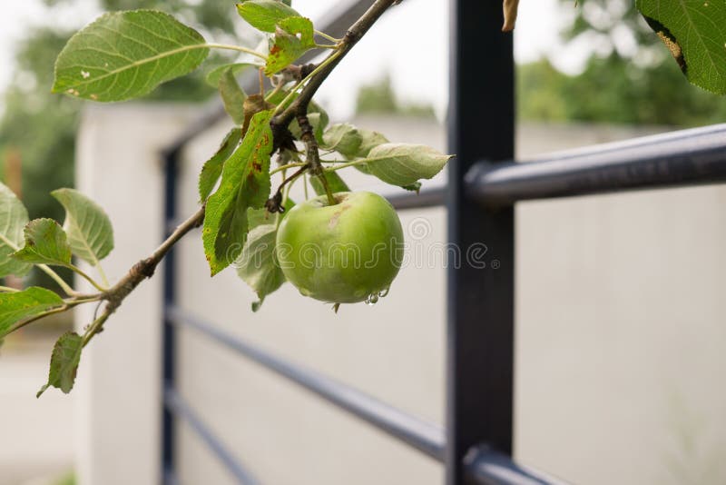 Green apples on the tree. Slovakia