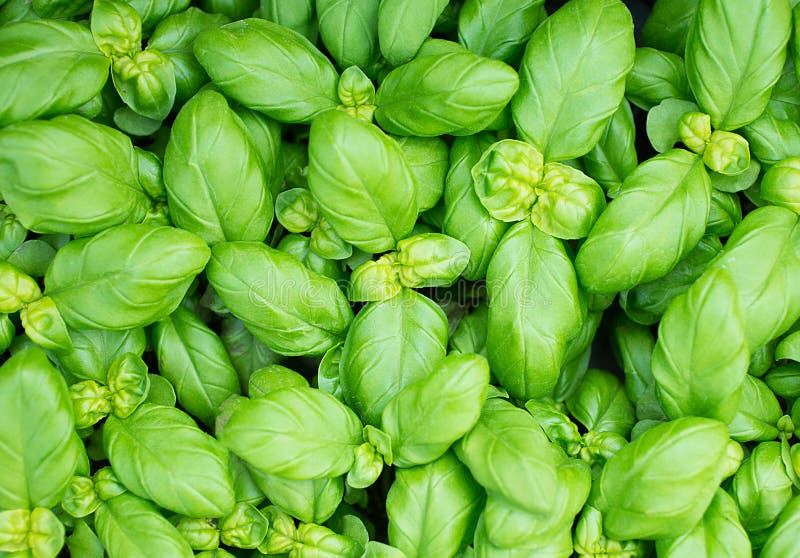 Green Fresh Basil Leaves for Mediterranean Dishes Stock Image Image