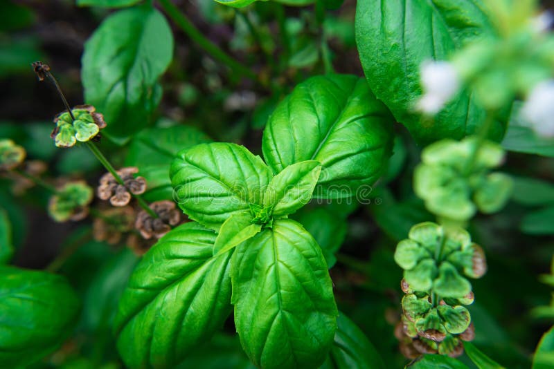 Green Fresh Basil Leaves. Basil Plant with Green Leaves Stock Photo
