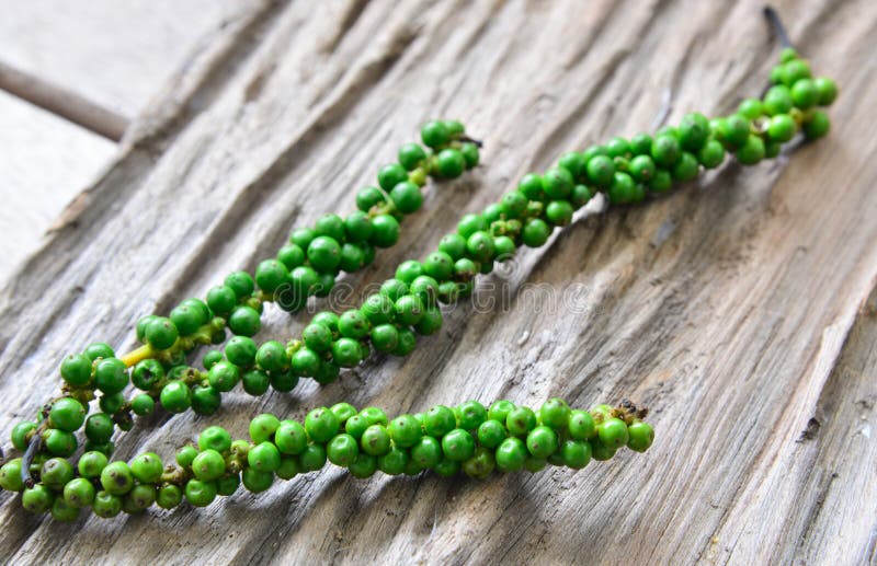 Green fresh black pepper. stock photo. Image of black 99742260