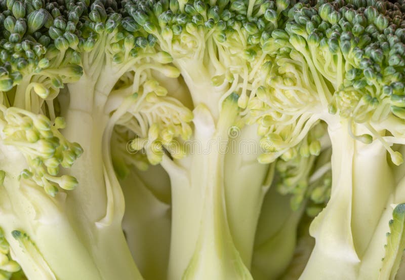 Green and Fresh Broccoli Vegetable Stem Macro Shot . Stock Image Image of freshness, flower
