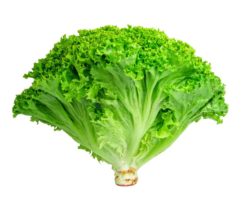 Bunch of lettuce salad stock photo. Image of vegan, plant 99006386