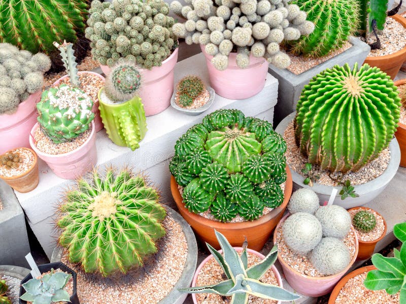 Green fresh cactus in pot stock image. Image of garden 181728069