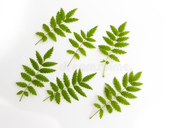 Green fresh carved leaves of mountain ash, rowan tree, isolated on white background, flat lay top view pattern stock photography Green fresh carved leaves of mountain ash, rowan tree, isolated on white background, flat lay top view pattern stock photography