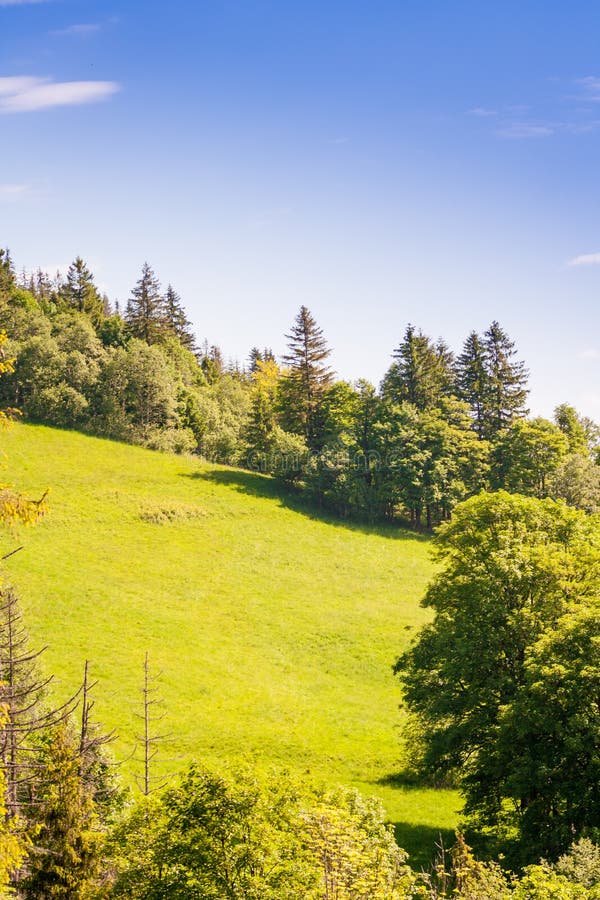 A Green and Fresh Clearing in the Mountains Surrounded by Trees. Stock