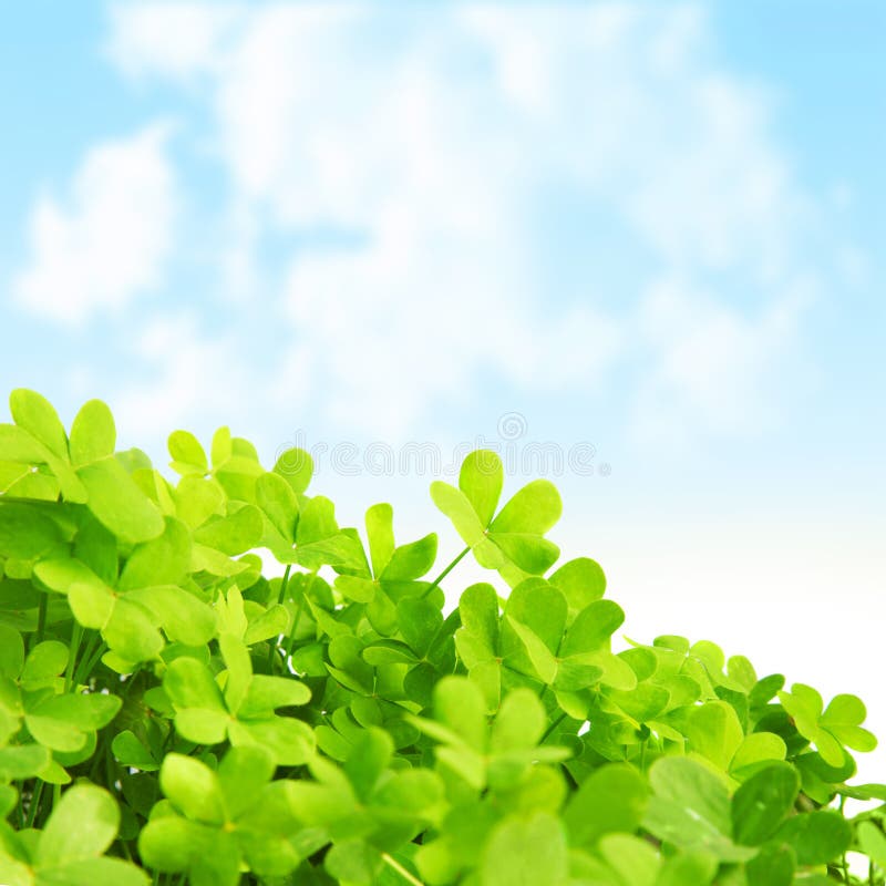 Picture of green clover field, st.Patrick's day background, shamrock plant over blue sky, beautiful spring nature, springtime season, floral border, trefoil - symbol of luck, irish holiday concept. Picture of green clover field, st.Patrick's day background, shamrock plant over blue sky, beautiful spring nature, springtime season, floral border, trefoil - symbol of luck, irish holiday concept