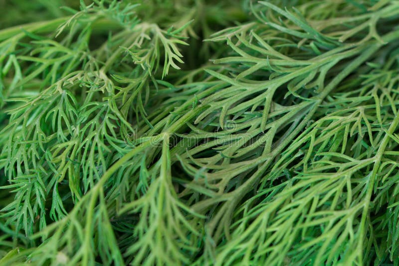 Green Fresh Dill Plant Fullscreen Background Stock Image Image of