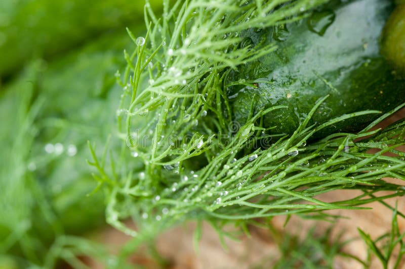 Green Dill With Water Drops Stock Photo Image of dill, garden 17106202
