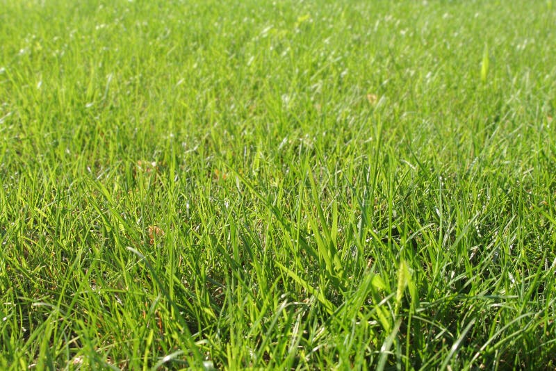 Green fresh grass stock image