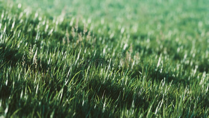 Green fresh grass as a nice background royalty free illustration