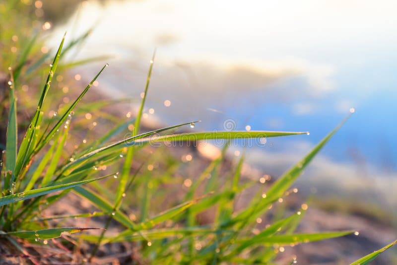 Green fresh grass dew drops photo for abstract background. selective focus macro bokeh