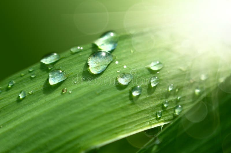 Green fresh grass with drop