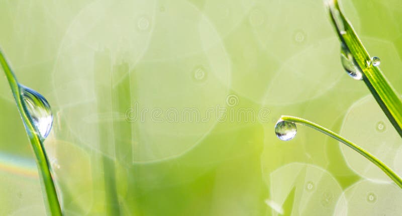 Green fresh grass in the drops of dew texture