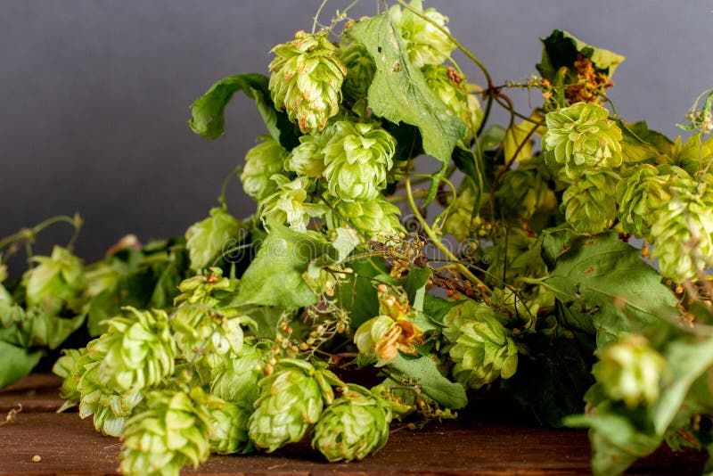 Green Fresh Hops for Making Beer Stock Image Image of ingredient