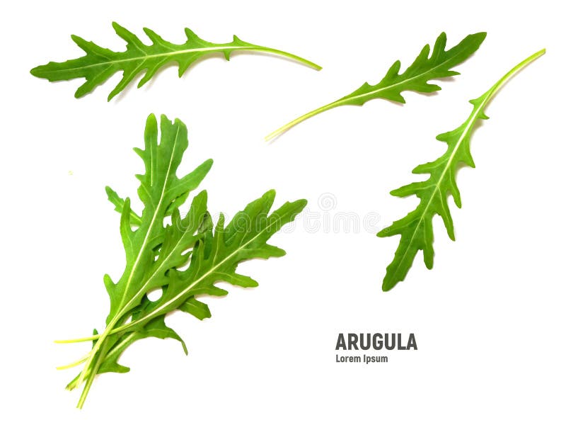 Roquette leaves hi-res stock photography and images - Alamy