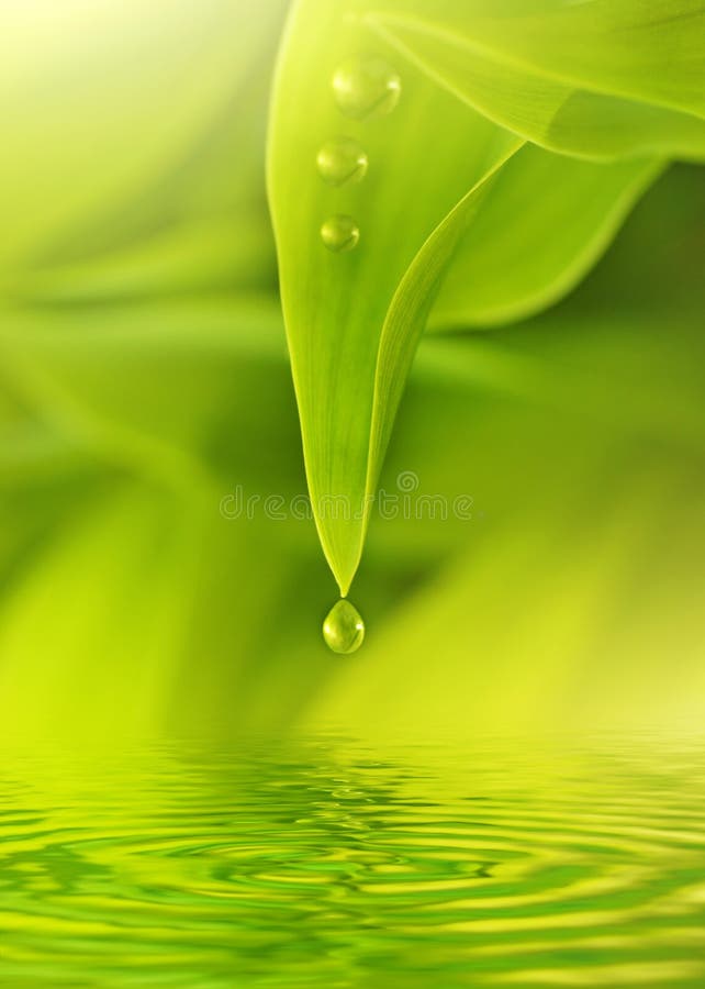 Green fresh leaves