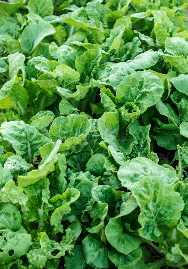 Green fresh lettuce in garden