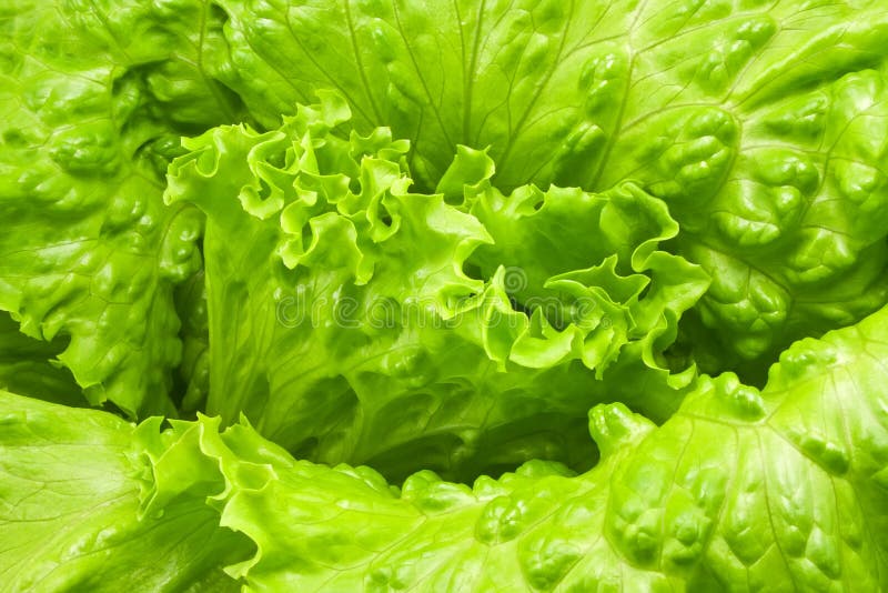 Green fresh lettuce salad stock image. Image of lifestyle 25158483