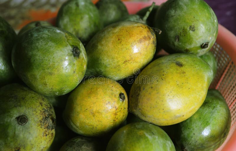 Green Fresh Mango Fruit for Heathy Diet Stock Photo Image of fresh