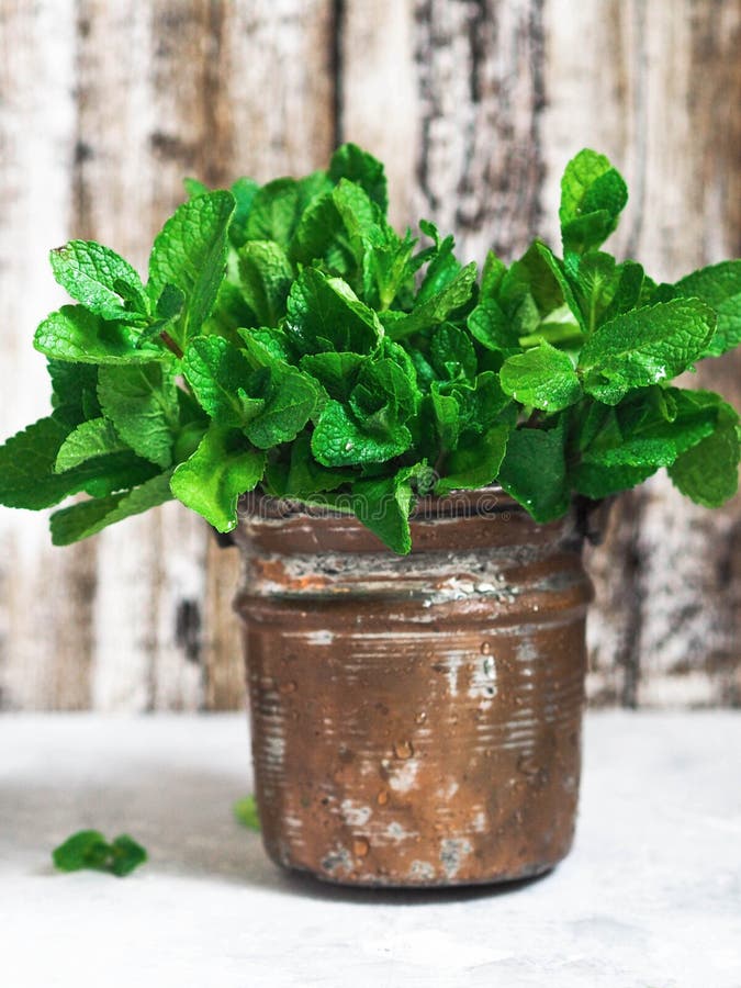 Green Fresh Mint in a Copper Pot Stock Image Image of closeup, fresh
